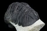 Morocops Trilobite - Visible Eye Facets #120082-1